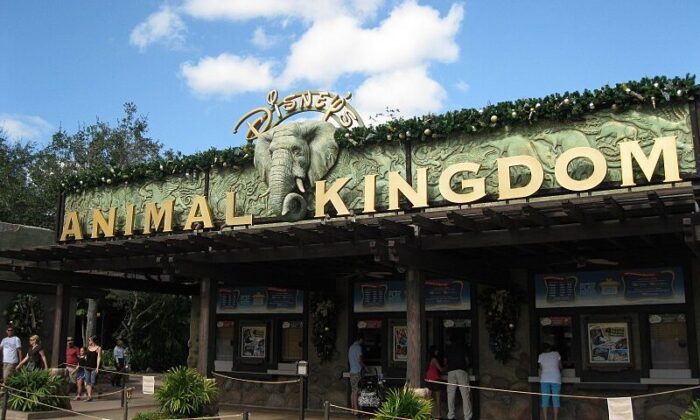 HVAC test and balance services provided for Animal Kingdom